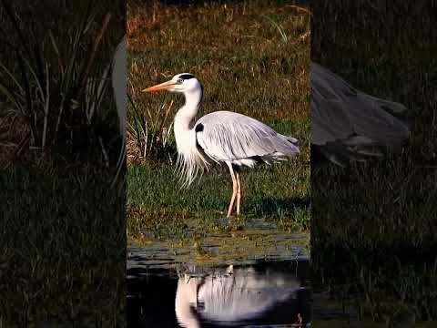 BEAUTIFUL STORK IN SEARCH OF FOOD WITH FUNNY VOICE 