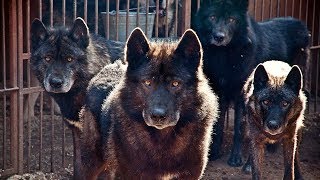 Russian Wolfhound - Remarkable Wolfdog by All About Animal 350,931 views 6 years ago 2 minutes, 25 seconds