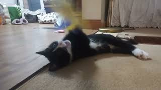 Cute Cat Video