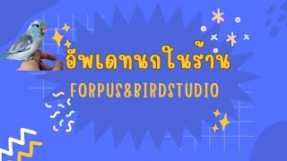 อัพเดทนกในร้าน FORPUS&BIRDSTUDIO