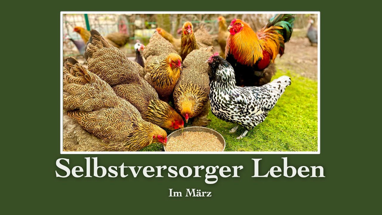 # 32 Einfaches Landleben eines Selbstversorgers 🌻 im März 🍞 🐓Brot selber backen, Hühner