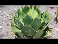 Maguey mezcalero contribuye a recargar mantos acuíferos