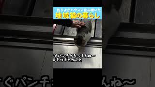 YouTuberの家に住み着いた地域猫の暮らし#佐賀よかでしょう #佐賀よか #釣りよかハウス #保護猫 #地域猫 #白キジ #猫 #ネコ #cat #cats #猫のいる暮らし