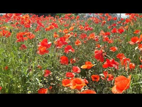Video: Eschsholzia (48 De Fotografii): Cultivarea „florilor Soarelui” (mac Din California), Plantarea și îngrijirea în Câmp Deschis. Cum Se Colectează Semințe? Teren Eshsholzia Pe Un Pat 
