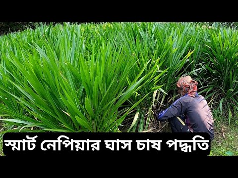 ইন্দোনেশিয়ান স্মার্ট নেপিয়ার ঘাস চাষ পদ্ধতি | Indonesian Smart Napier Grass Cultivation System