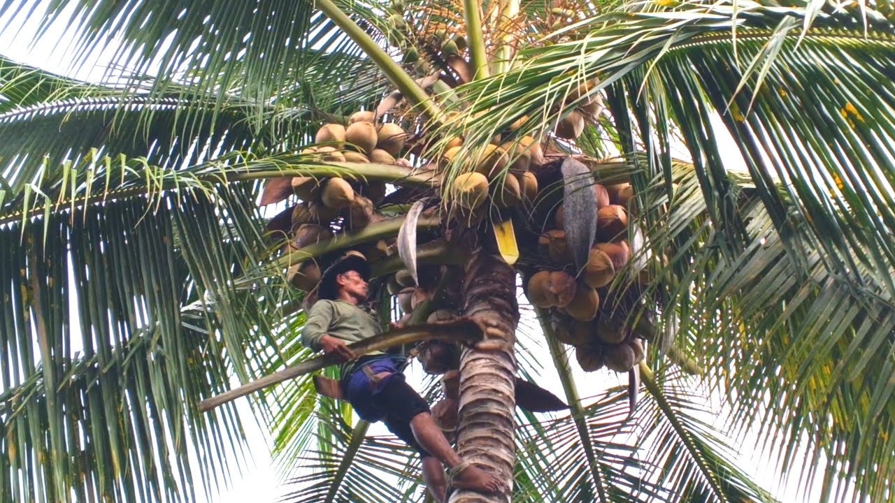 SIAPA SANGKA KELAPA LOKAL JUSTRU BERBUAH LEBAT