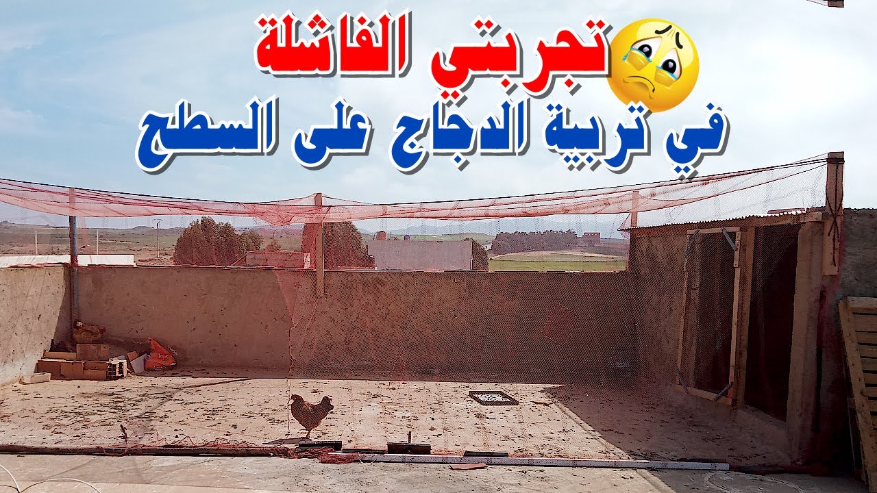 تجربتي الفاشلة في تربية الدجاج البلدي على السطح😱 لا ترتكب نفس هذه الأخطاء