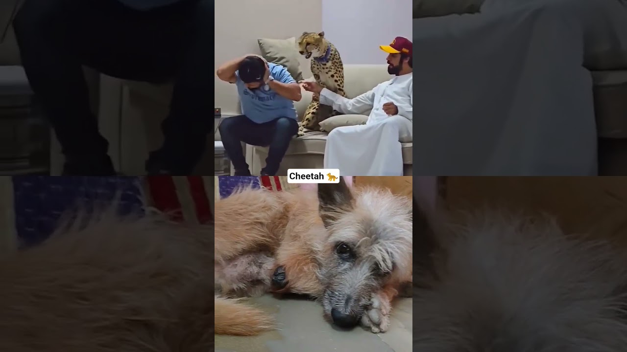 Arey Wah Y beating 🤣#cheetah
