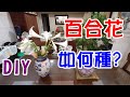 [DIY達人#31] 如何種百合花? 如何收成插花在客廳?