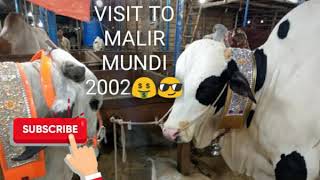 MALIR COW MANDI 2020/ Visit by petipedia by Dr Maaz by Maaz Ahmad 167 views 3 years ago 4 minutes, 17 seconds