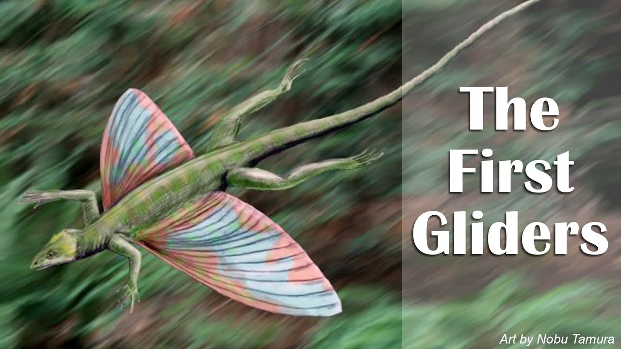 The First Gliders YouTube