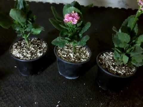 Video: Kalanchoe: poda y cuidado en casa