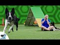 Train Your Dog To Come When Called By Making It Fun For Them - Professional Dog Training Tips Train Your Dog To Come When Called By Making It Fun For Them - Professional Dog Training Tips