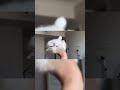 Cute kitten 🥰 #kitten #cat #cute #pets