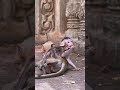 BERNIE with BERILA Enjoys a Fun Play Session