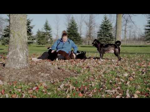 5-week-old-puppies-in-4k---their-first-time-outside!