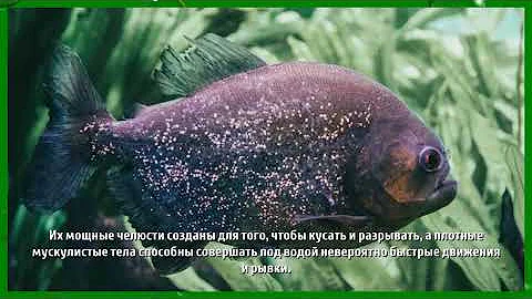 Опасны ли пираньи для человека?