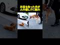 片目を失った犬が人々に助けられ..！#保護犬 #dog #感動する話 感動する話