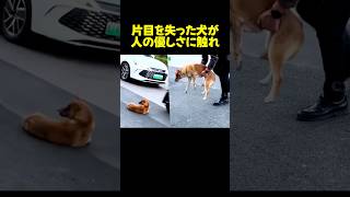 片目を失った犬が人々に助けけられ..！#保護犬 #dog #感動する話 感動する話