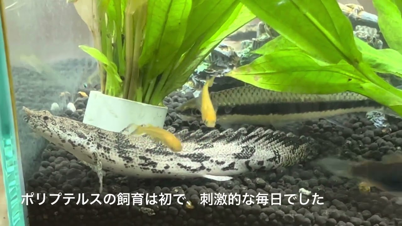 ポリプテルス エンドリケリーの飼育 Youtube