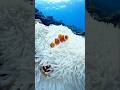 沖縄本島のニモ #シュノーケリング #カクレクマノミ #沖縄本島