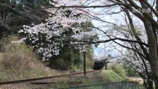 桜の中を駆け抜けるＳＬ　大井川本線