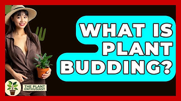 What Is Plant Budding? - The Plant Enthusiast