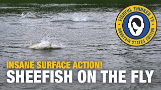 Insane Surface Fly Sheefish Action (fly fishing, Alaska fishing)