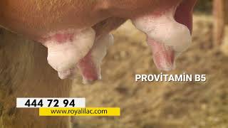 İneklerinizi Sağıma Hazır Hale Getirmek Için - Masdi̇si̇n Teat Foam Royal İlaç