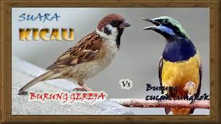 Cucak Cungkok Vs Gereja Masteran~Paling dicari para pecinta KICAU MANIA