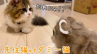 先住猫ブチギレ 短足猫にダミー猫見せるとこうなりますw Youtube