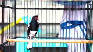 TEMBAKAN SUPER PEDAS !! KACER ANDA LANGUNG NYAUT NGEPLAY TERBAKAR EMOSINYA BOSKU