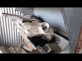 Found skull at the homestead in an out building part 2 Found skull at the homestead in an out building part 2