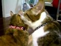顔を毛づくろい 舐めつつ齧る猫 ~ぽっけ♂→ぴっち♀~ A grooming cat licking and biting her face ~Pokke♂→Picchi♀~ 2010.01.