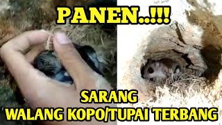 SARANG TUPAI TERBANG/WALANG KOPO DI TEBING BEBATUAN