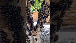 P De Jabuticaba Carregado Ate O Talo