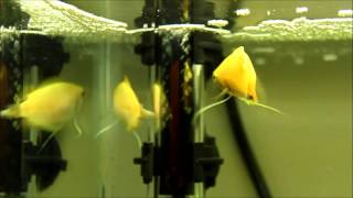 Gold Honey Gourami: bubble nest and mating ritual