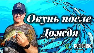 Окунь после дождя