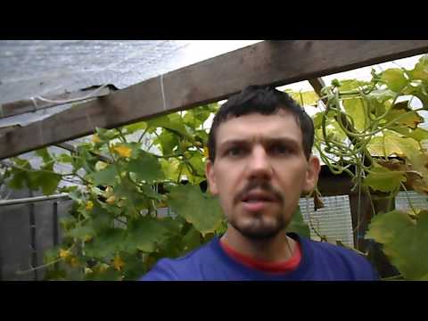 МОИ ОГУРЦЫ В ЛЮБОЕ ВРЕМЯ ЦВЕТУТ И ПЛОДОНОСЯТ, СБОР УРОЖАЯ ОГУРЦОВ В ПАРНИКЕ, 16 СЕНТЯБРЯ 2017