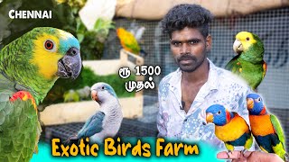 Exotic Birds Farm Tour | Amazon parrot/Monk/Conure |  FOR SALES | Delivery Available@GoldenFarmingg