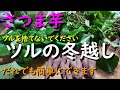 簡単にさつま芋のツルを冬越しさせる大切なポイント2つ!