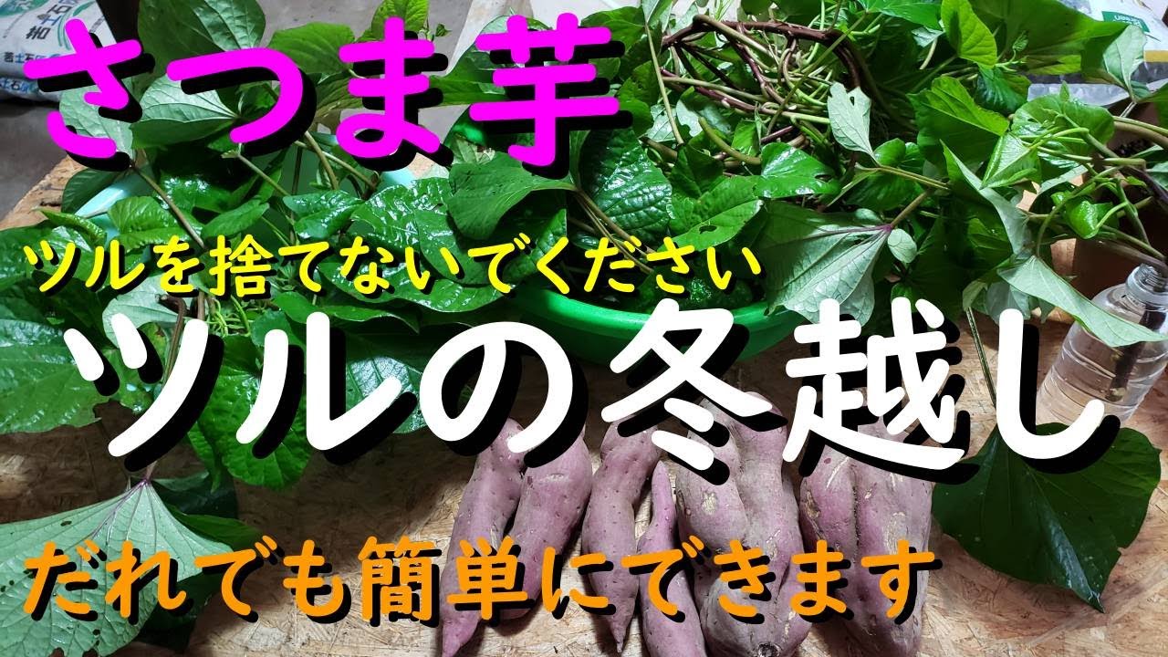 簡単にさつま芋のツルを冬越しさせる大切なポイント２つ！