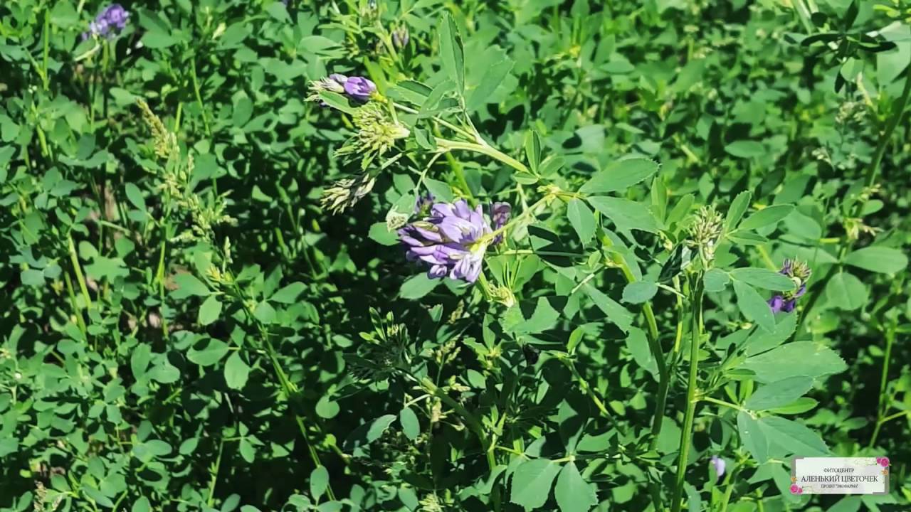 Что растет возле вашего дома? Как узнать, какие травы вам подходят?