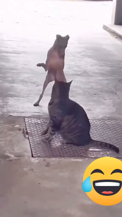 #anjing lucu dancing dan menari😺anjing viral#vidioshort