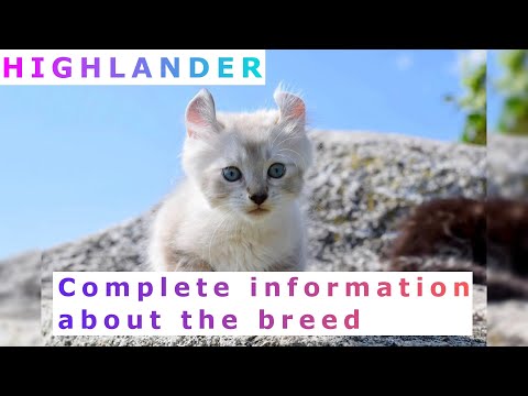 Video: Highland Thẳng: Mèo Scotland Lông Dài Thẳng, Mô Tả Giống, Chăm Sóc Và Bảo Dưỡng, ảnh, đánh Giá Của Chủ Sở Hữu