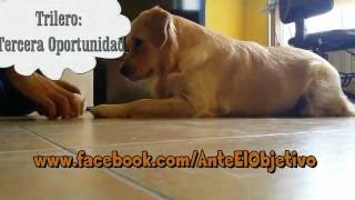 Perro contra Trilero. ¿Quién ganará? Khala nos exhibe sus cualidades by Ante El Objetivo 1,327 views 7 years ago 2 minutes, 8 seconds