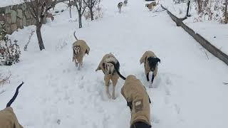 persiangreyhound/puppies in baadpasalukikennel in Iran by Persian greyhound Saluki 33 views 2 months ago 15 seconds