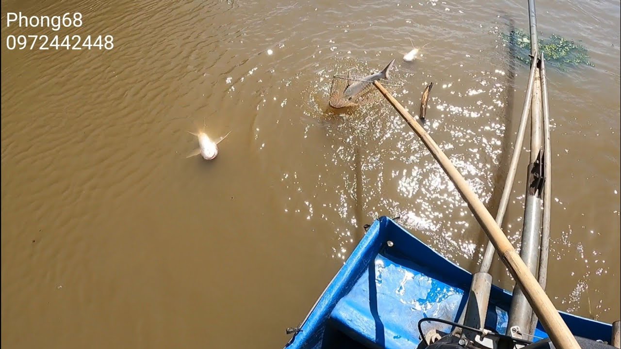 Lại đầy khoang cá tra với máy 32f, 40f // Phong68