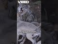 Wolf vs Dog Showdown #Animal #dogs #wolves #siberianhusky #alaskanmalamute #love