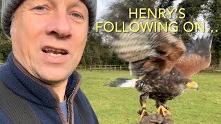 PT. 10 HOW TO TRAIN A HARRIS HAWK: training to follow on